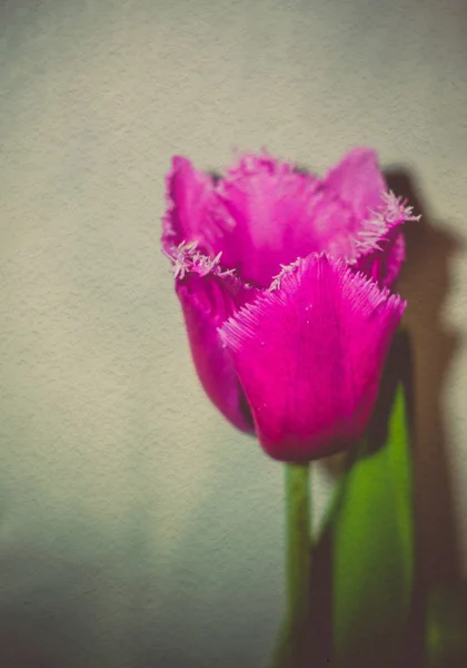 Grunge morado tulipán macro — Foto de Stock