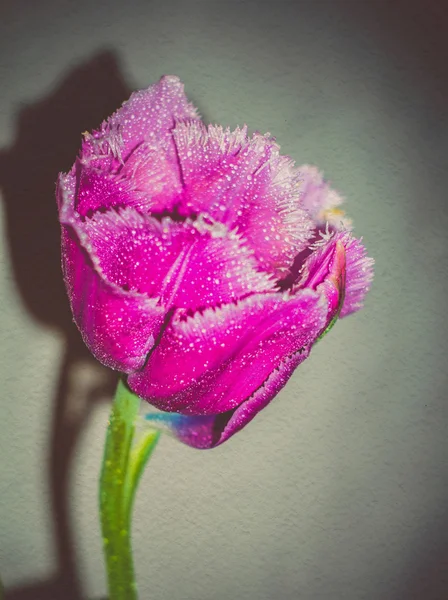 Grunge roxo tulipa macro — Fotografia de Stock