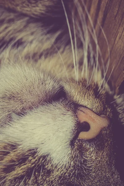 Macro of Cat Nose