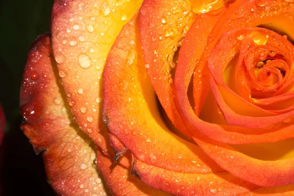 Orage Rose com gotas Macro — Fotografia de Stock