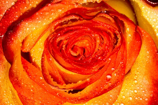Orage růže s kapičkami makro — Stock fotografie