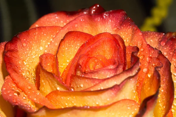 Orage Rose con Gotitas Macro — Foto de Stock