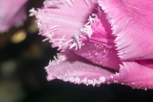 Tulipa roxa macro — Fotografia de Stock
