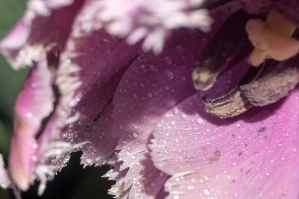 Tulipa roxa macro — Fotografia de Stock