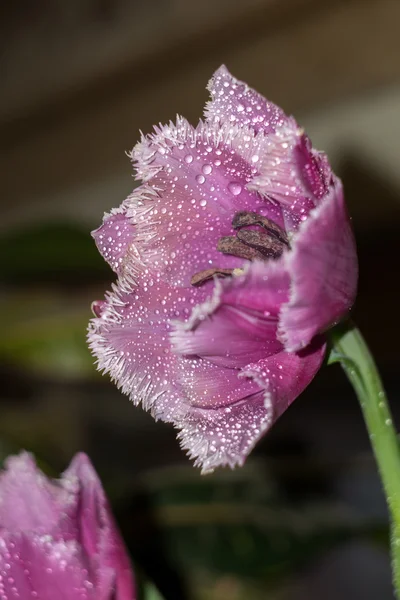 Purple Tulip — Stock Photo, Image