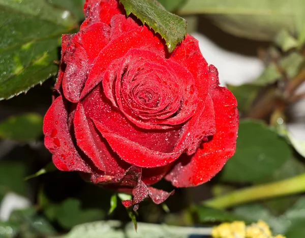 Buquê de rosas vermelhas e laranja — Fotografia de Stock