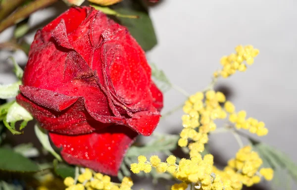 Red and Orange Roses Bouquet — Stock Photo, Image