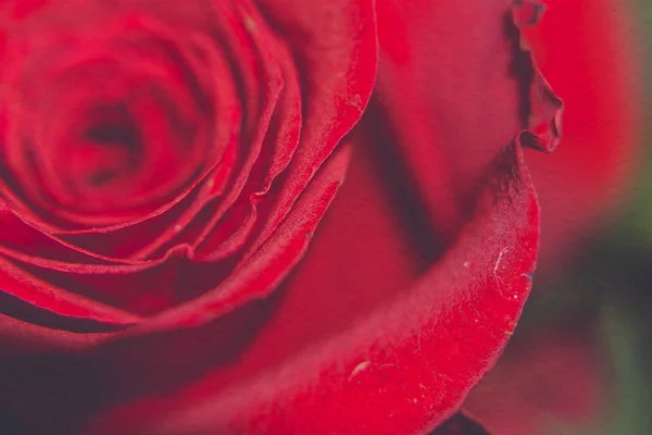 Macro rose rouge rétro — Photo