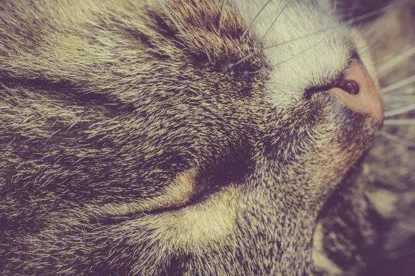 Ρετρό υπνηλία γάτα — Φωτογραφία Αρχείου
