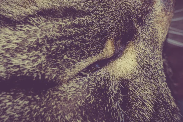 Gato sonolento retro — Fotografia de Stock