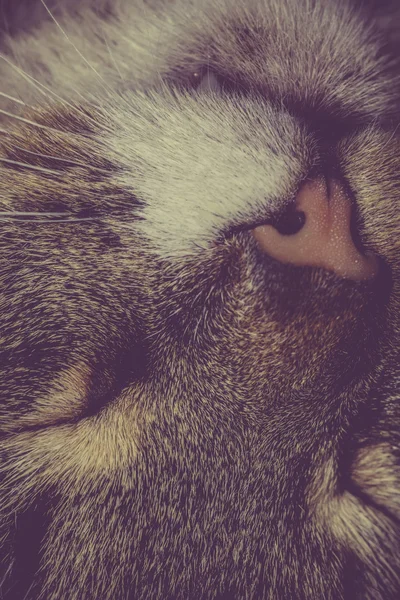 复古睡意猫 — 图库照片