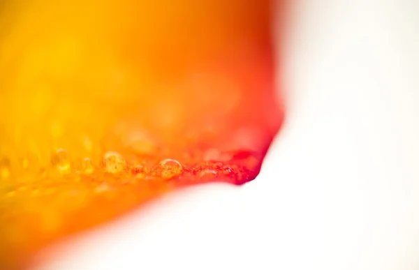 Rose Petal with Droplets — Stock Photo, Image