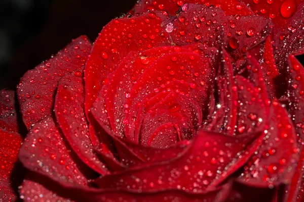 Rose met druppels Macro — Stockfoto