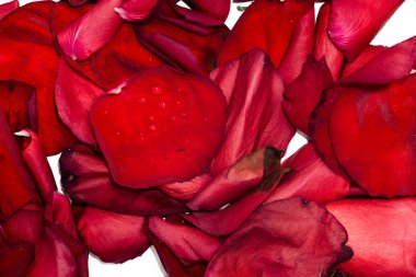 kırmızı gül yaprakları