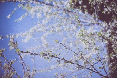 Retro bahar çiçekleri makro