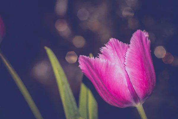 Grunge lila tulipán — Stock Fotó