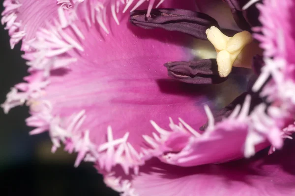 Tulipa roxa macro — Fotografia de Stock