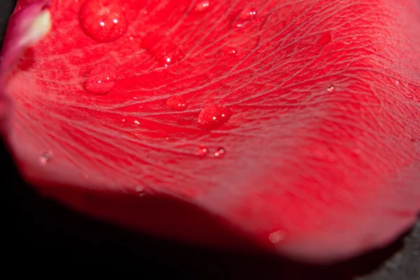 Red Rose Petals — Stock Photo, Image