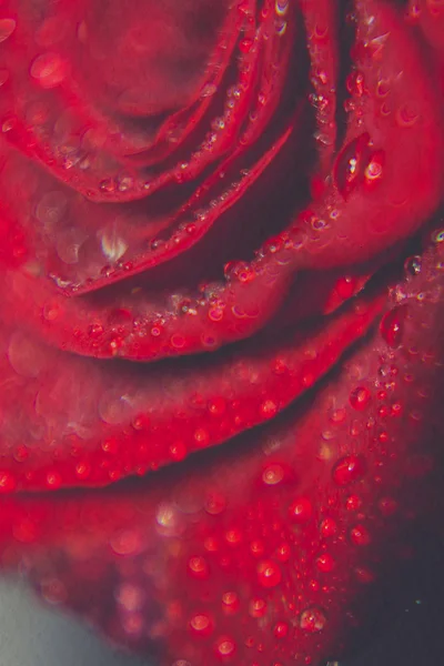 Retro rote Rose Makro — Stockfoto