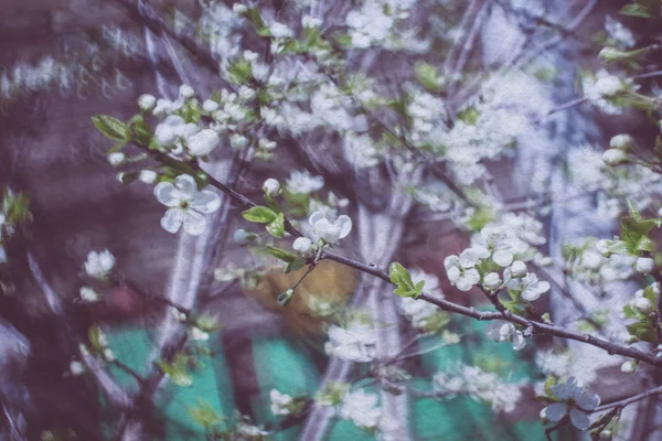 レトロな春の花マクロ — ストック写真