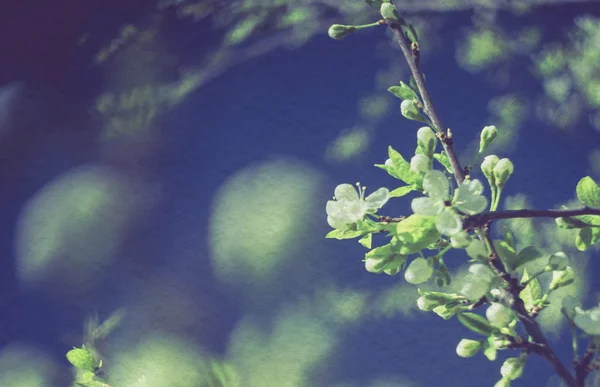 Retro Frühlingsblüher Makro — Stockfoto