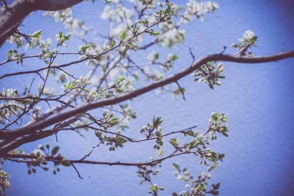 Retro Spring Blossoms Macro — Stock Photo, Image
