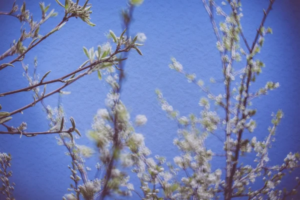 Primavera retro flores macro — Fotografia de Stock