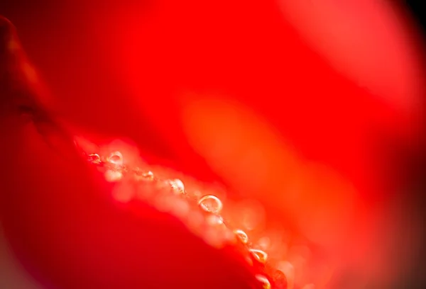 Rose Petal with Droplets — Stock Photo, Image