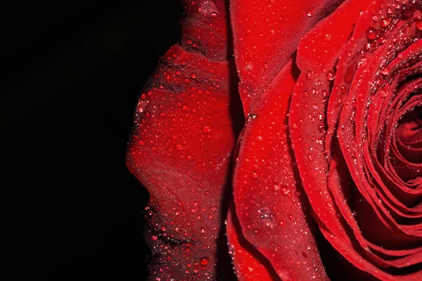 Rose s kapičkami makro — Stock fotografie