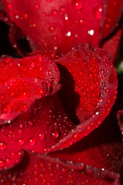 Rose with Droplets Macro — Stock Photo, Image