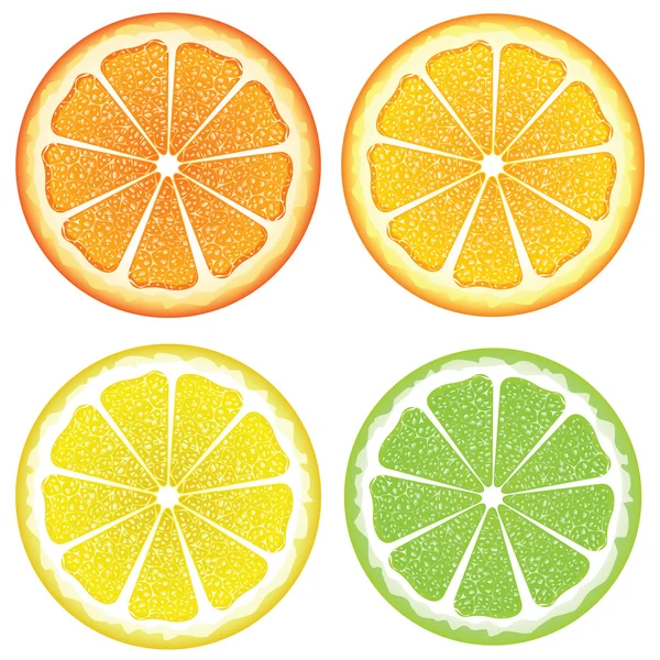 Verschillende citrus segmenten — Stockvector