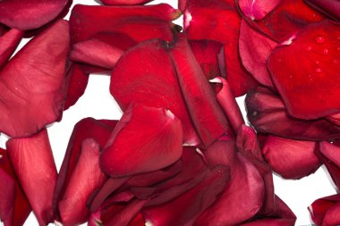 kırmızı gül yaprakları