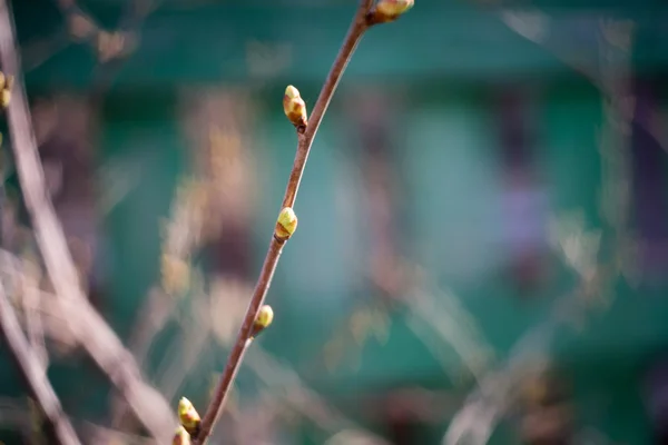 分岐の芽 — ストック写真