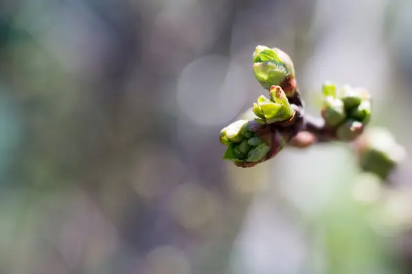 Buds on Branches — Stock Photo, Image