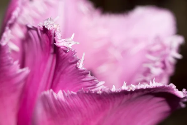 Tulipa roxa macro — Fotografia de Stock