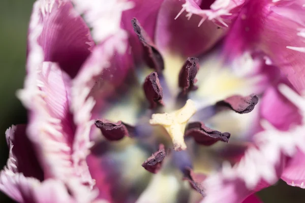 Tulipa roxa macro — Fotografia de Stock