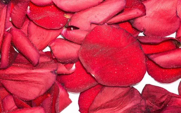 Pétales de rose rouge — Photo