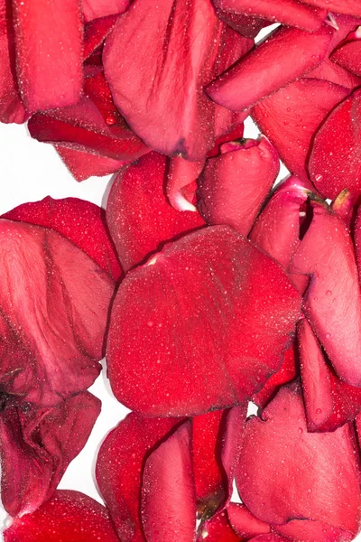 Rote Rosenblätter — Stockfoto