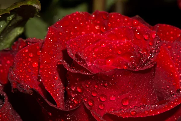 Rose with Droplets Macro — Stock Photo, Image