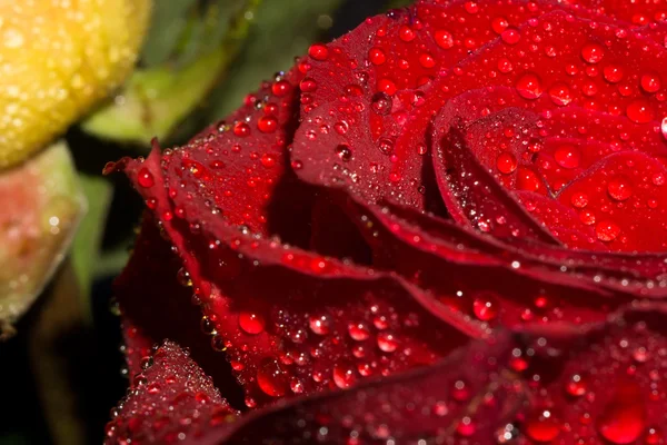 Róża z makro kropelki — Zdjęcie stockowe