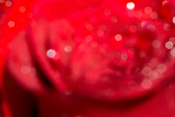 Rose s kapičkami makro — Stock fotografie