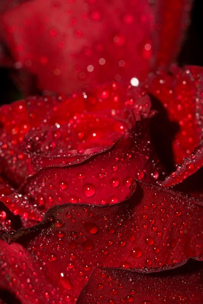 Rose with Droplets Macro — Stock Photo, Image