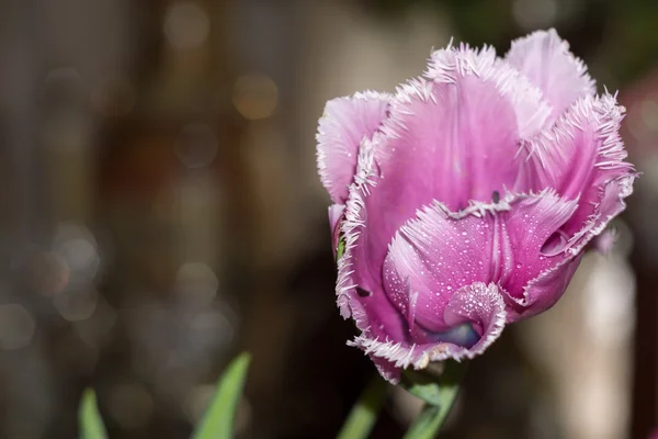 Tulipán púrpura — Foto de Stock
