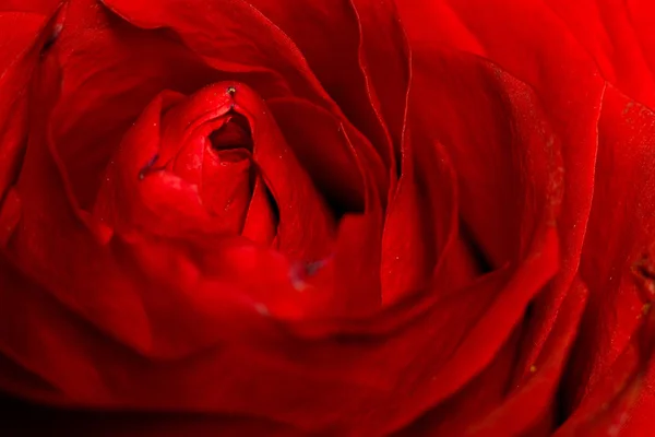 Macro rosa rossa — Foto Stock
