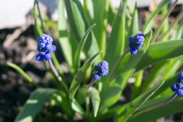 Blå blomma makro — Stockfoto