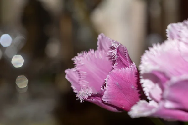 Tulipa roxa — Fotografia de Stock