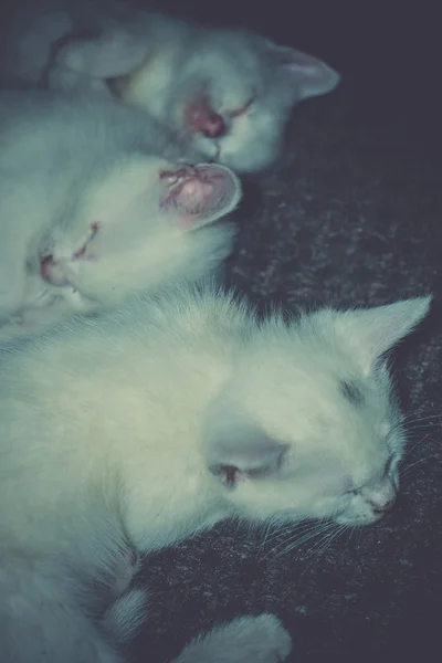 Bonito branco gatinho retro — Fotografia de Stock