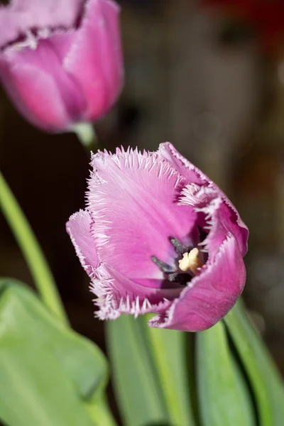 Tulipe violette — Photo