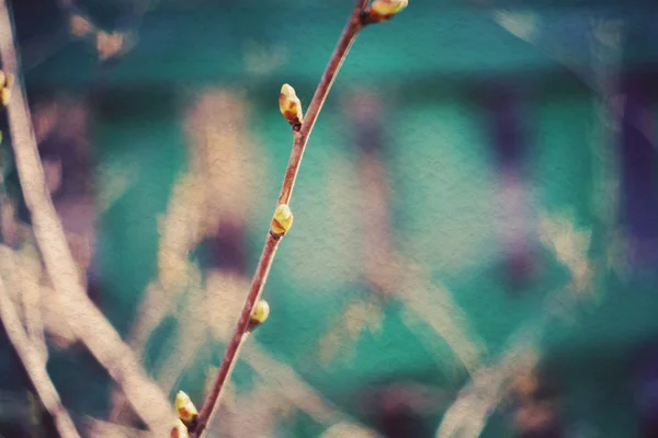 Bourgeons sur les branches — Photo