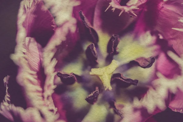 Purple Tulip Macro — Stock Photo, Image